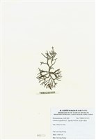 藏品(乳頭軟骨凹頂藻)的圖片